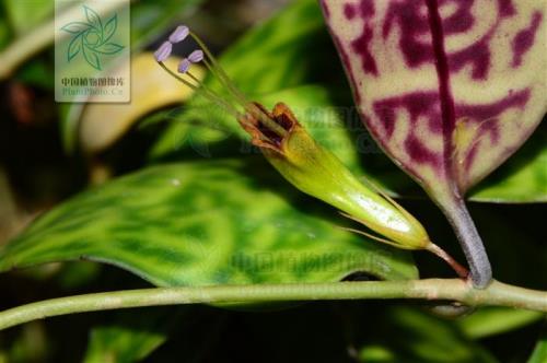 苦苣苔鳞茎多久发芽