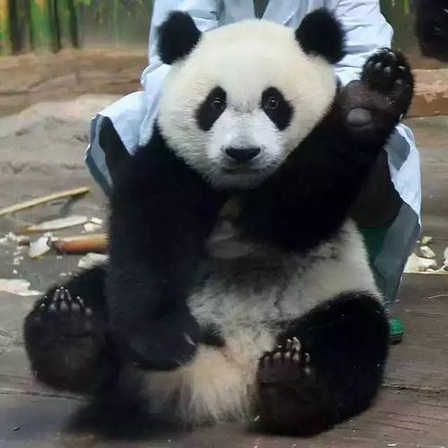 熊猫为什么能听懂人话