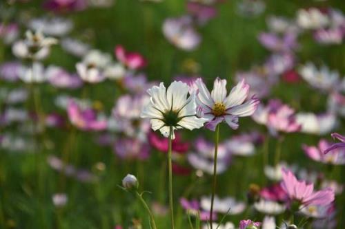 灿烂的季节好看吗