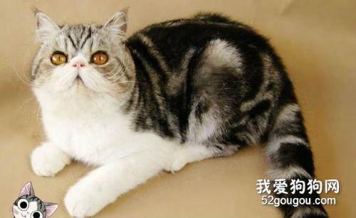三花公猫为什么没有繁殖能力