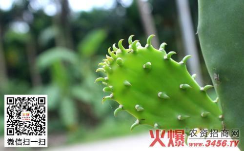 仙人掌新芽多久可以扦插