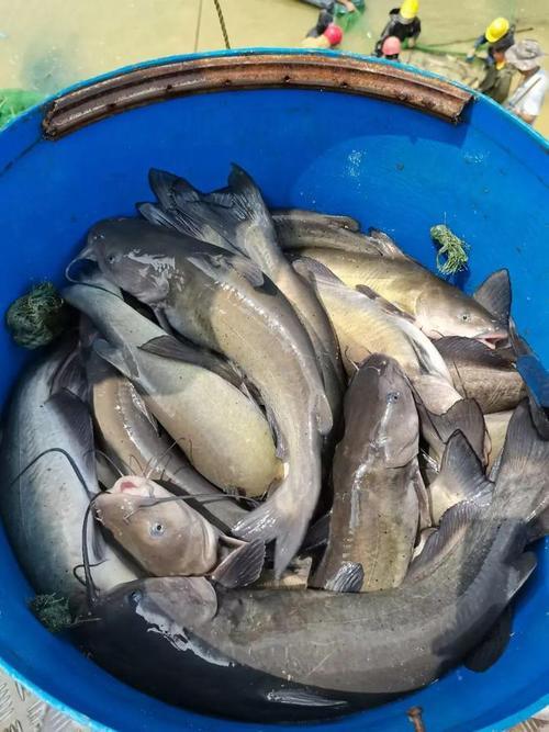 叉尾鮰开口温度