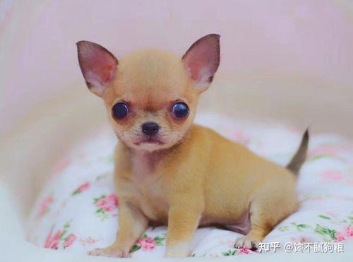 吉娃娃为什么有的比较大