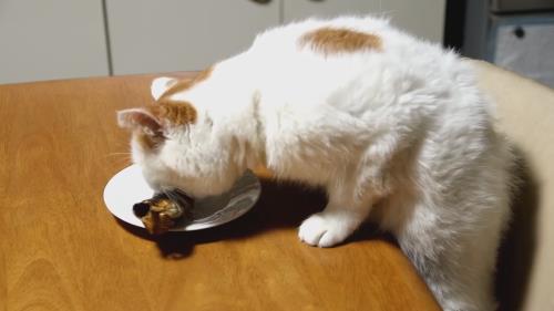 猫不吃东西怎么回事