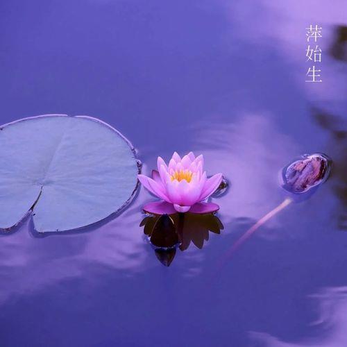 身似浮萍逐水流什么意思