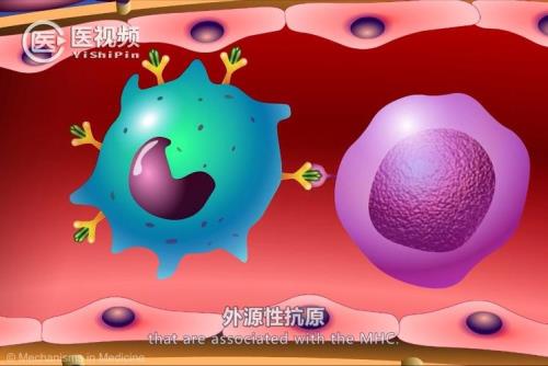 免疫系统能强大到什么程度