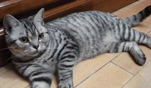黏人的猫有哪些品种