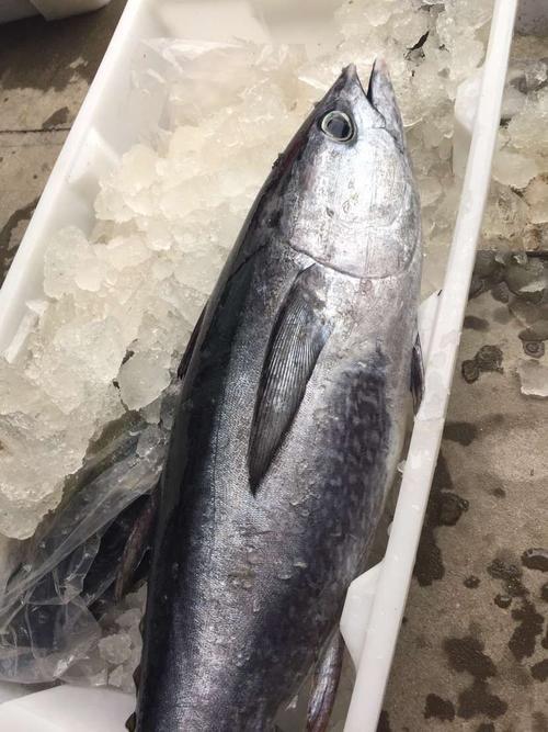 黄鳍金枪鱼如何排酸