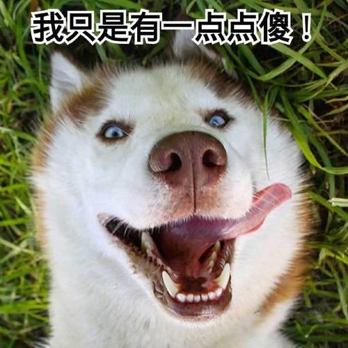 笨是可爱的意思吗