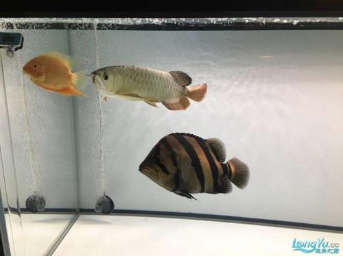 绿老虎和什么鱼混养