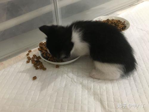 猫猫不吃猫粮了怎么办