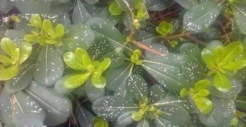 盆栽花卉长地虱了怎么办