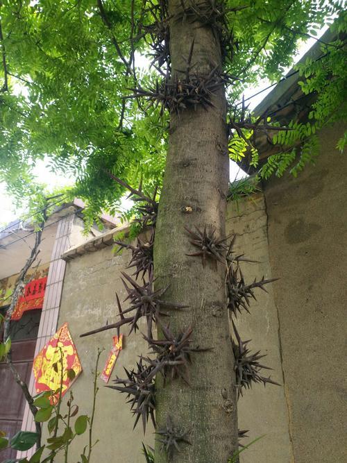 什么树有刺