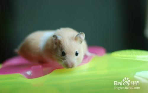 仓鼠会被臭死吗