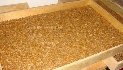 黄粉虫粪喂猪配方
