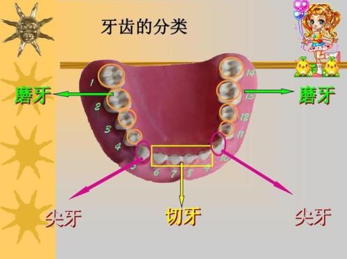 切牙备牙的基本步骤