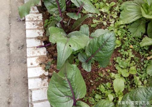 红菜苔多抽苔的技巧