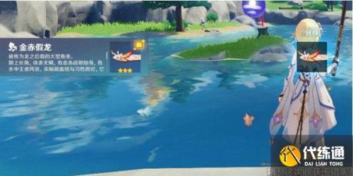 赤甲金龙多久刷新