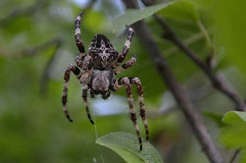 spider的中文意思