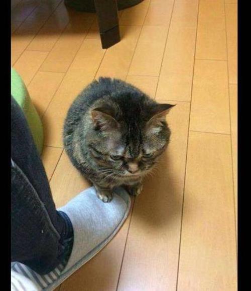 不小心踩到了猫咪的肚子怎么办