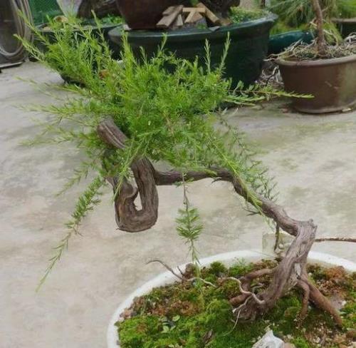 沙松的松针每簇是几个叶
