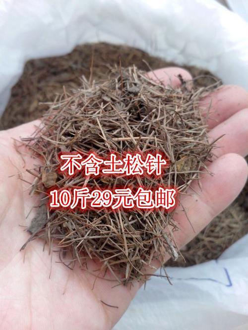 松鳞和松针是一类吗