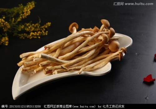 茶树菇成熟时间