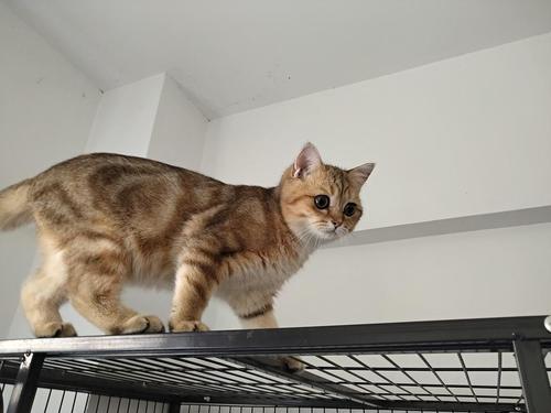 虎斑母猫能发腮吗