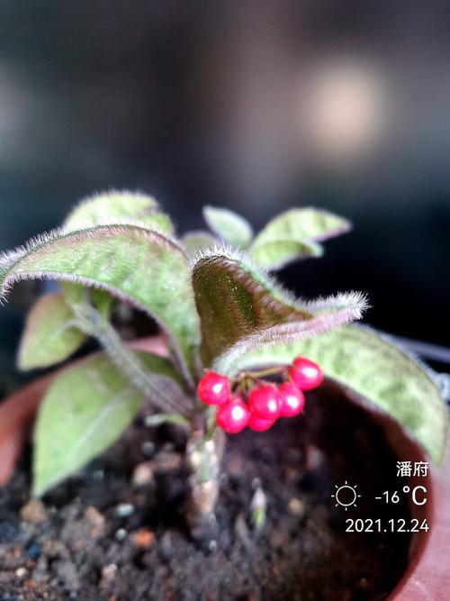 虎舌红盆栽什么时候开花