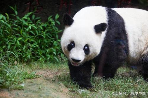 中国大约有多少只熊猫