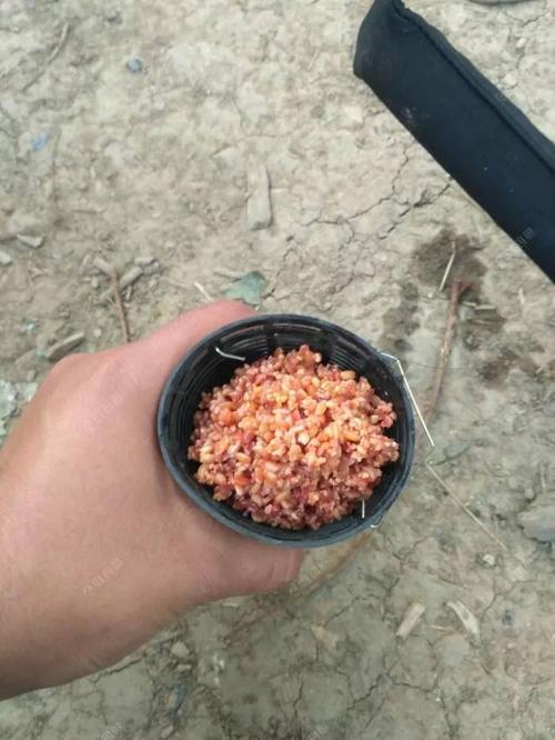 钓鲫鱼绝佳饵料配方李大毛