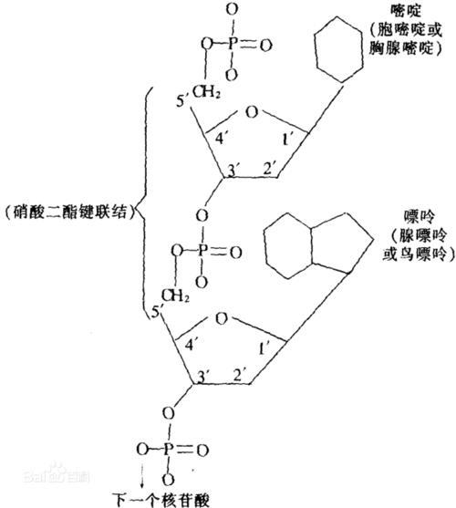 什么含核苷酸