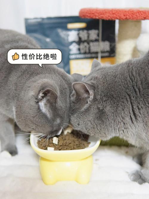 益生菌怎么喂猫