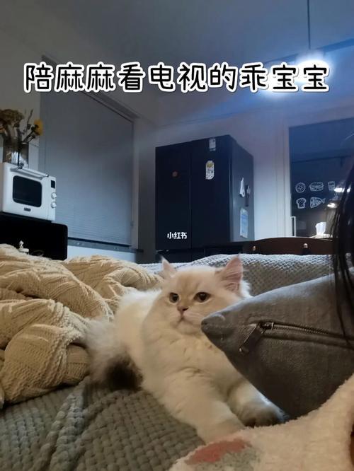 乖宝和对象有区别吗