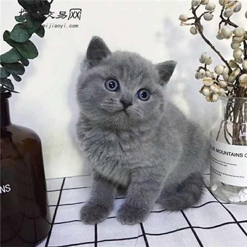 蓝猫最佳生育期一般要维持几年