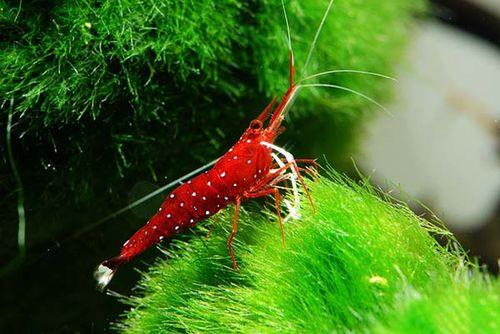 苏虾硬度多少算正常