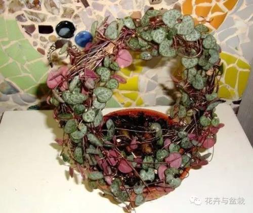 心蔓的意思