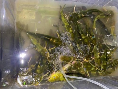 清明时节怎么钓黄辣丁
