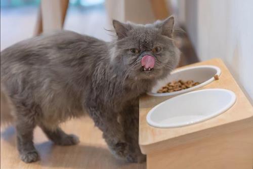 猫咪可以吃盐吗