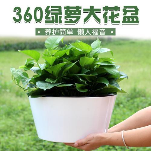 自吸水花盆用什么土