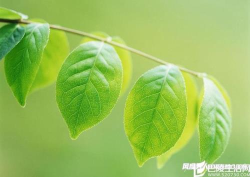 绿叶是风的朋友吗