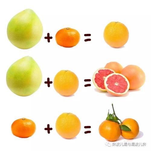 英语里橘子和橙子如何区别
