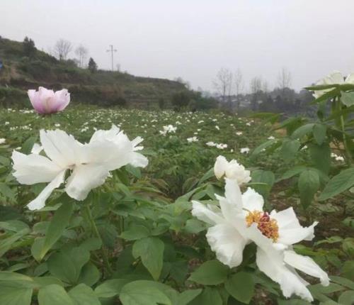 醉西施是什么花