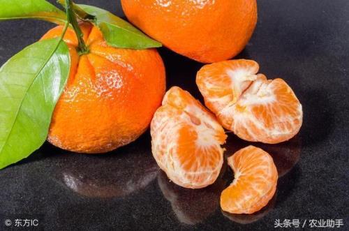 砂糖橘是谁带火的梗