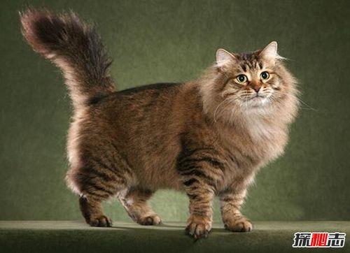 大型猫排行榜前十名