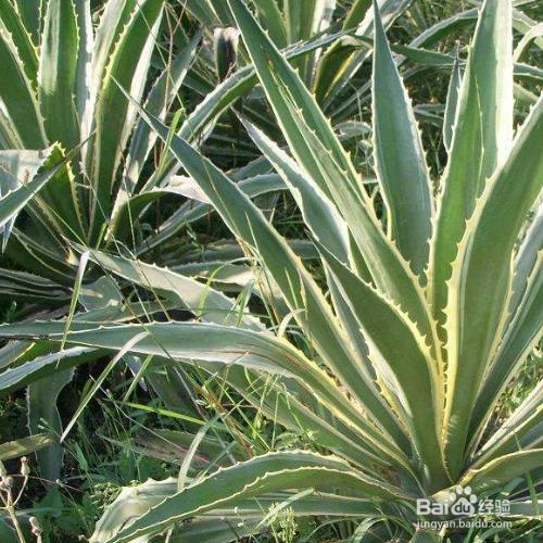 懒虫金龙舌兰怎么样