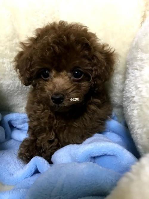 小泰迪吃红豆了怎么办