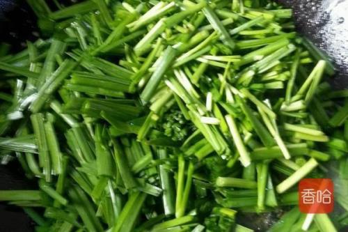 韭菜出油率排名