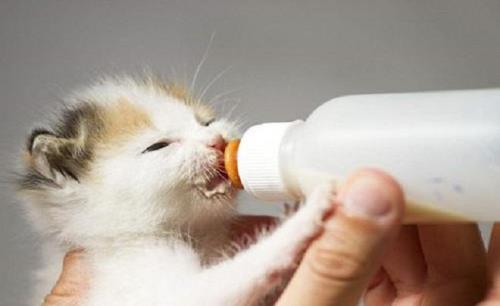 猫可以喝人喝的羊奶么