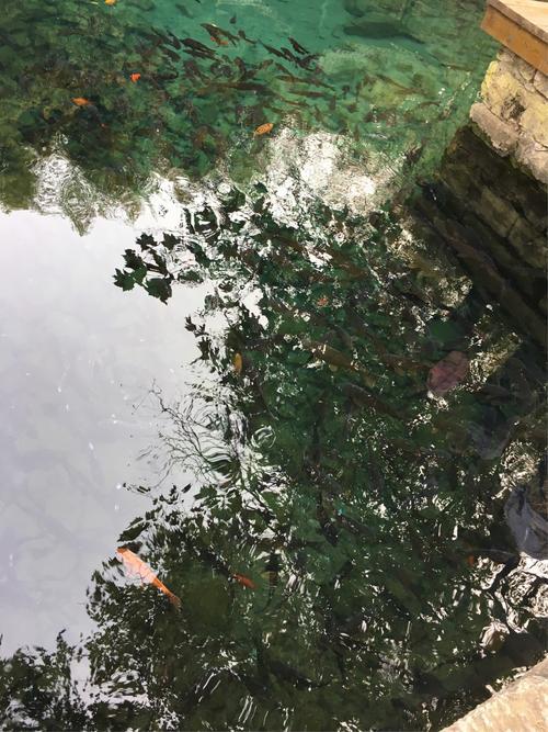 十丈龙孙绕凤池的意思